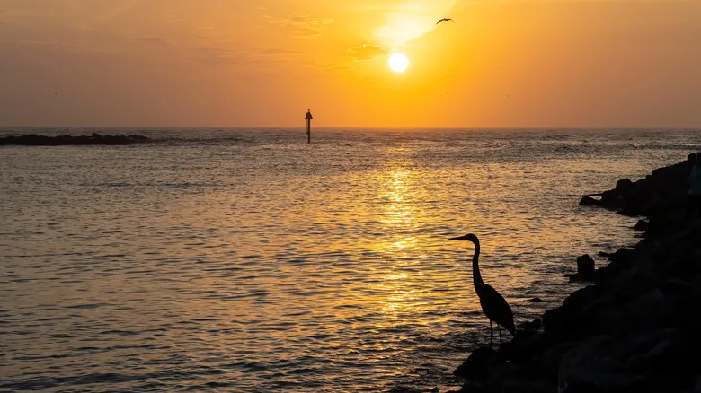 A heron looks at the Nokomis sunset over the water