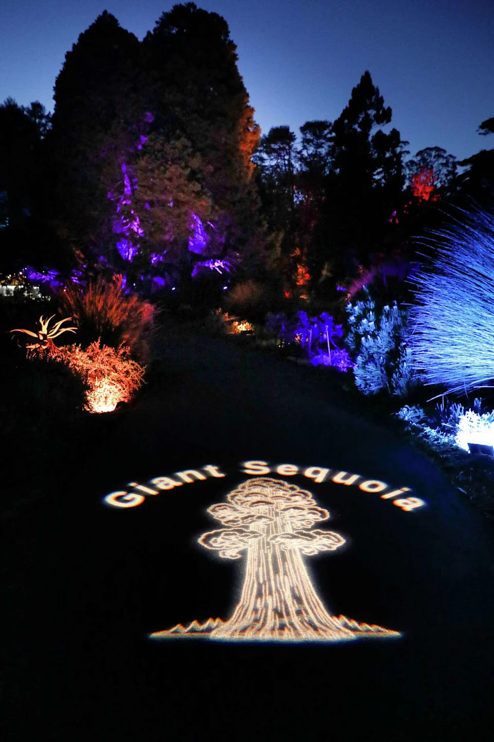 A giant sequoia, one of the heritage trees at the San Francisco Botanical Garden, is highlighted with a light marker on the ground during opening night of Lightscape on Nov. 21. (Lea Suzuki/S.F. Chronicle)