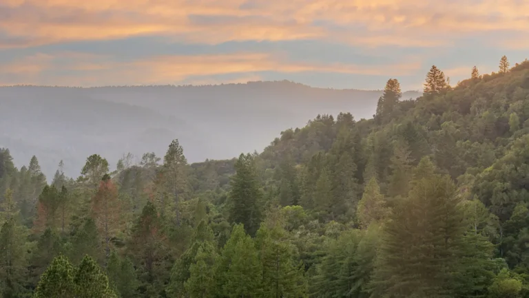 Nestled In The Santa Cruz Redwoods Is A Friendly Suburb With Forest Hikes And Small-Town Vibes