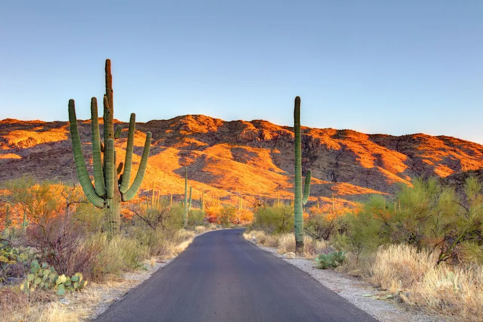 DenisTangneyJr / Getty Images A road through cacti in Saguaro National Park.