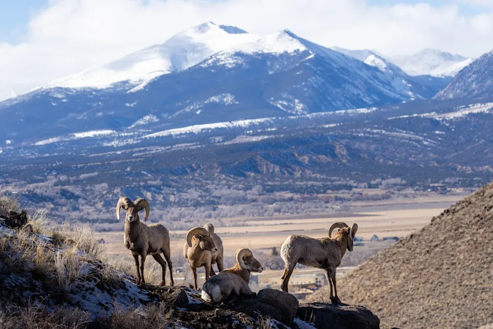 EEJ Photography / Getty Images Merino sheep graze against a mountain backdrop near Salida, Colorado—a town offering retirees small-town charm at a fraction of Breckenridge prices.