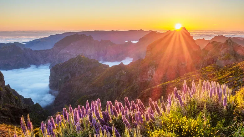 View from Pico do Arieiro of mountains over clouds with Pride of Madeira flowers and blooming Cytisus shrubs on sunset with sunburst.