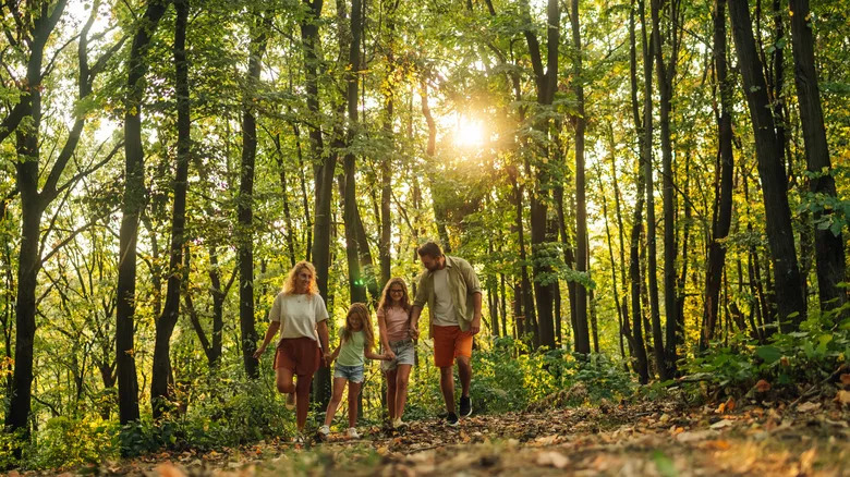 A family walking through a sunny forest