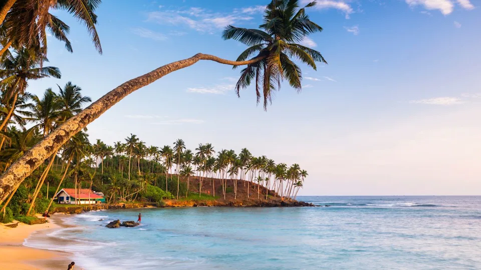 Palm tree, Mirissa Beach, South Coast of Sri Lanka, Sri Lanka, Asia