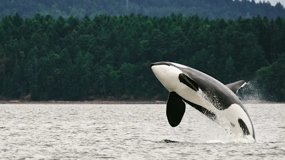 Whale watching is a highlight of Alaska cruises.Image source: Virgin Voyages