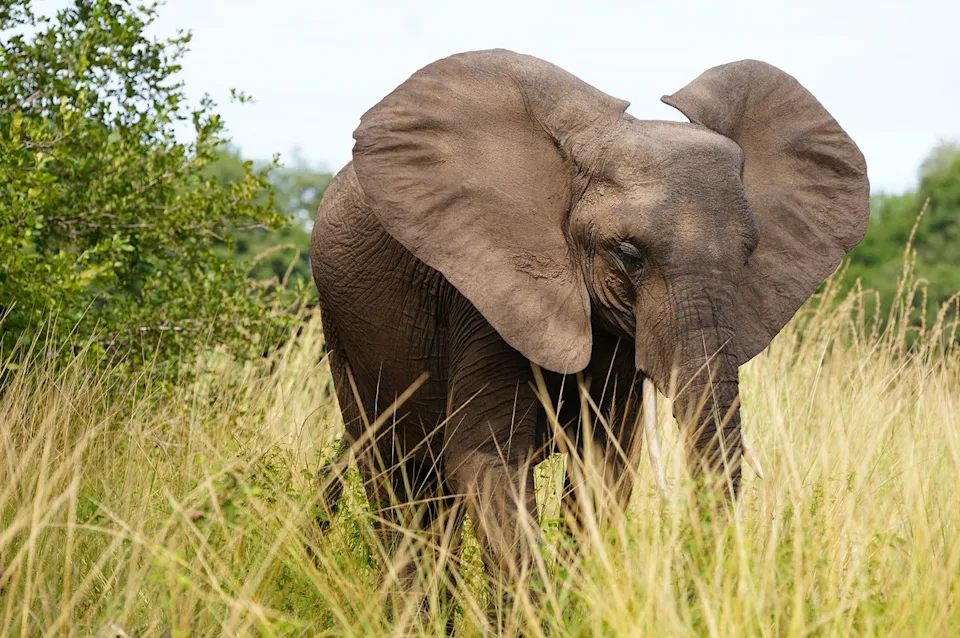 Alisha Prakash/Travel + Leisure An African Elephant seen through the tall grass.