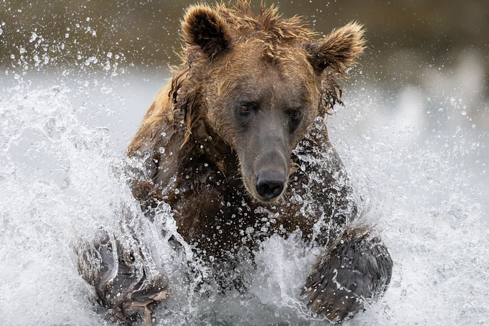 Alaskan brown bear pouncing for Salmon