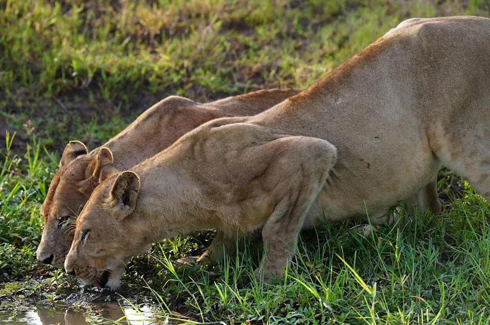 Alisha Prakash/Travel + Leisure Two lionesses drinking from a watering hole.