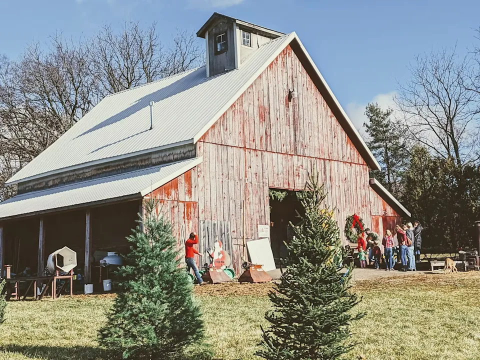 Barn and Christmas trees at cut-your-own tree farm