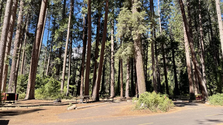 Camping pitches beneath huge pine trees in Yosemite National Park