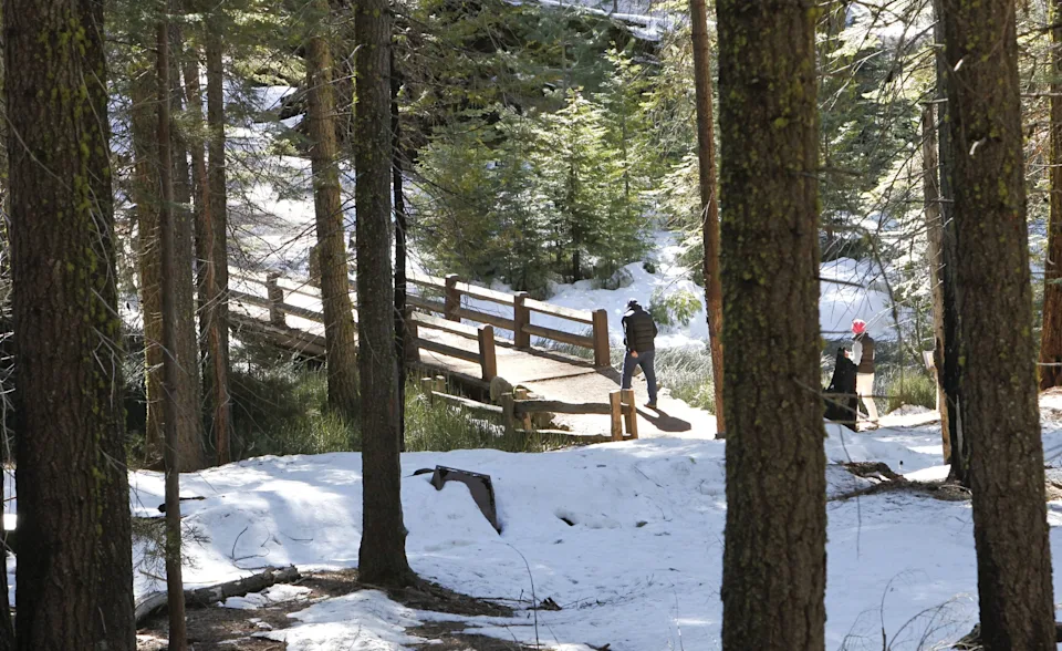 Under the proposed draft statement some of the trails into the grove would be eliminated and would be replaced with a boardwalk, at the Mariposa Grove of Giants Sequoias in Yosemite National Park. Yosemite National Park on Tuesday Feb. 26, 2013, has released the Restoration of the Mariposa Grove of Giant Sequoias Draft Environmental Impact Statement, with the primary goal being to restore giant sequoia habitat and improve the visitor experience.