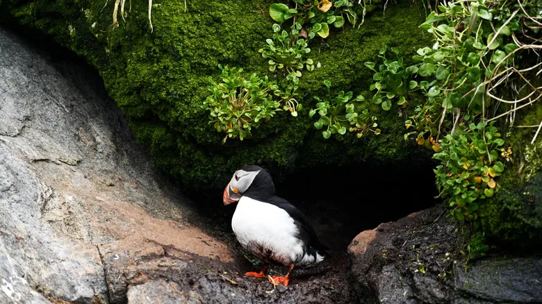 A puffin standing on mossy rocks at Nuuk's Puffin Island in Greenland