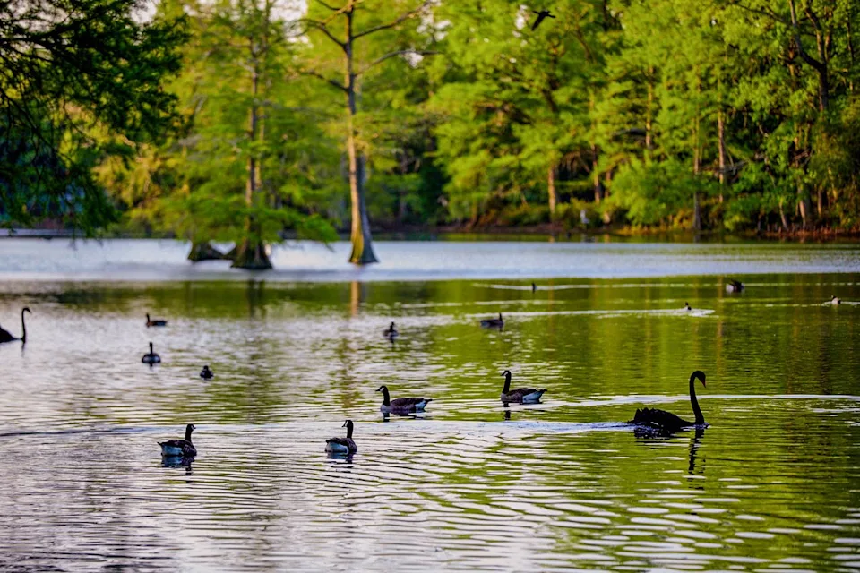 Discover South Carolina Swans swimming in Swan Lake Iris Gardens.