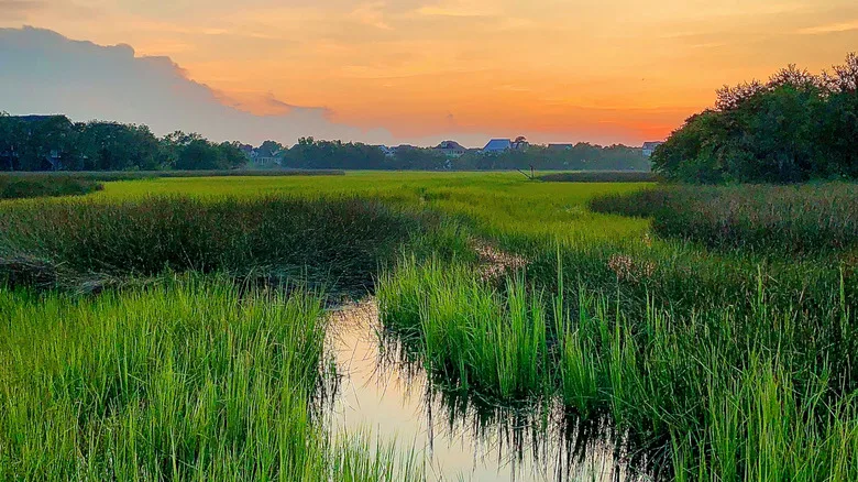 Lowcountry marshes in Daniel Island, South Carolina