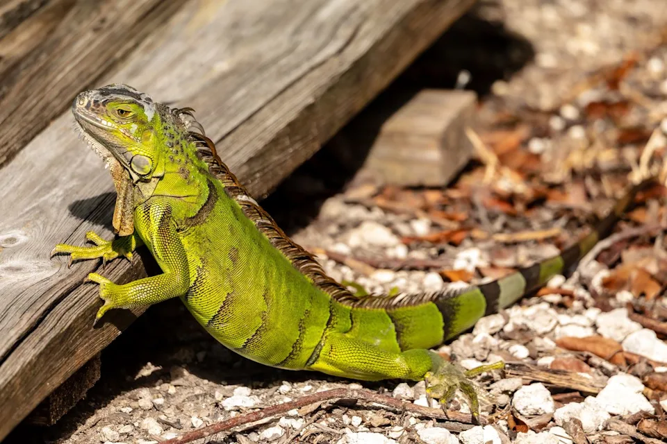 TS Images/Adobe Stock A green iguana spotted in Bahia Honda State Park.