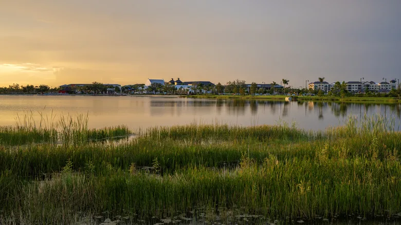 Grasses on the banks of a lake in Florida