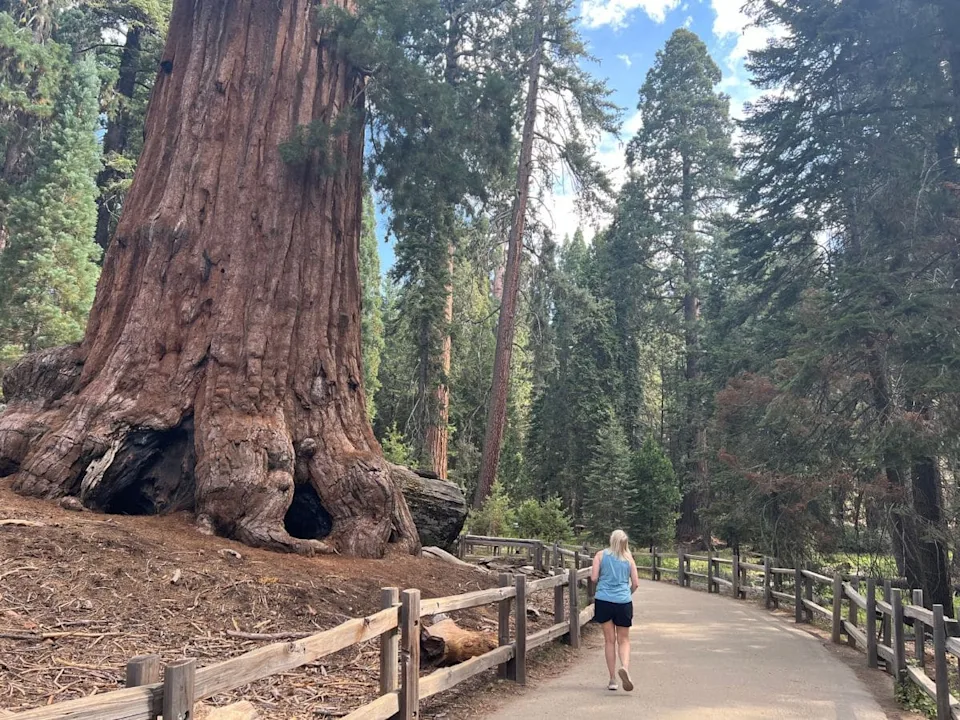 Walking beneath towering sequoias that seem to touch the sky.