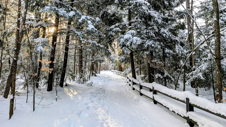 A snow-covered hiking trail in Tahquamenon Falls State Park
