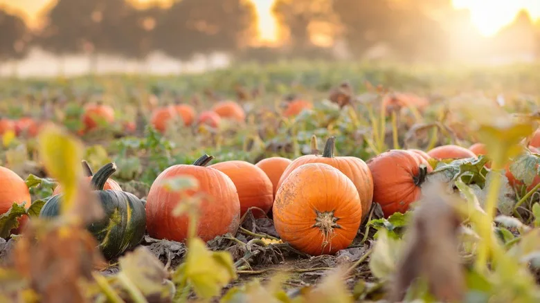 Halloween pumpkins growing on a farm in Germany
