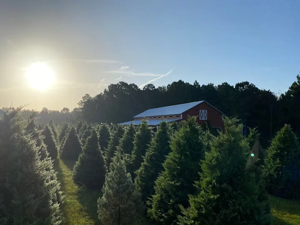 Thomley’s Christmas Tree Farm with an airbnb