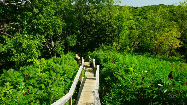 Narrow wooden walkway in Ponca State Park going through trees during the day.