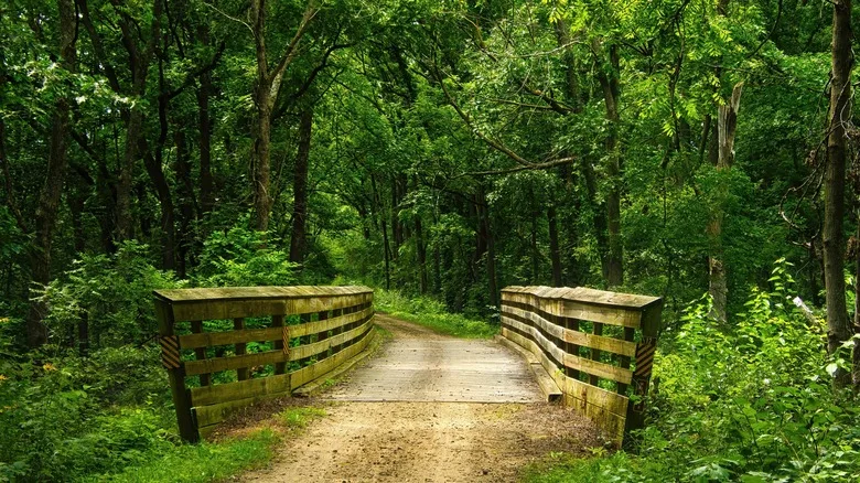 A scenic road and bridge in the forest