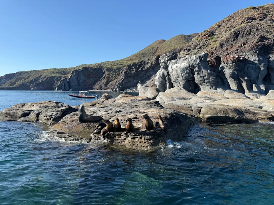 Annabelle Canela A group of sea lions by a volcano in Loreto, Mexico.