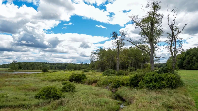 Trees, water, and grassy land in the Buzzard Swamp Wildlife Management Area