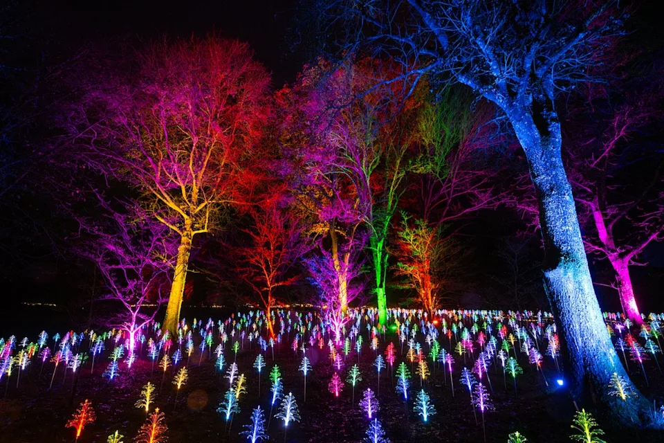 Hampshire’s largest festive light trail is found at Sir Harold Hillier Gardens (Elliott Franks)