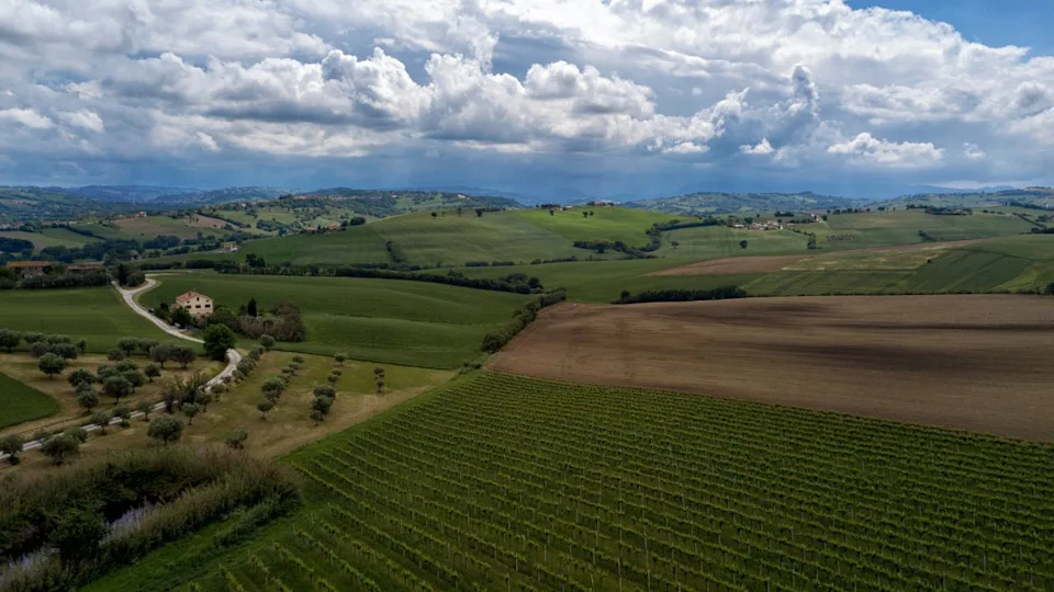 Rural Italian landscape in Le Marche, Italy. Showing vineyards, olive trees, wheat fields and just planted sunflowers.