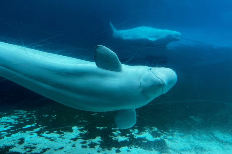 Canada gives conditional approval for Marineland to export remaining belugas to the US