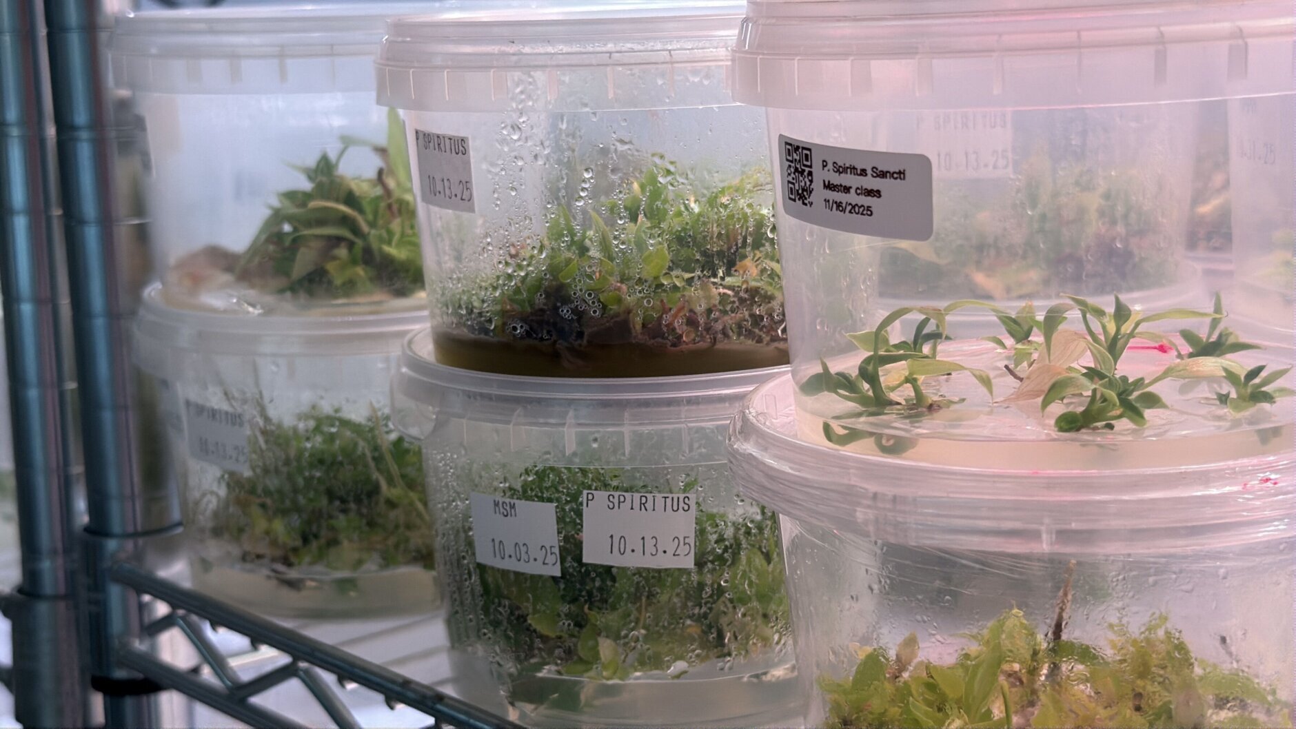 WTOP went inside the facility that is building the “shovels and picks” for plant tissue culturing and teaching hobbyists how to grow their own plants in test tubes.