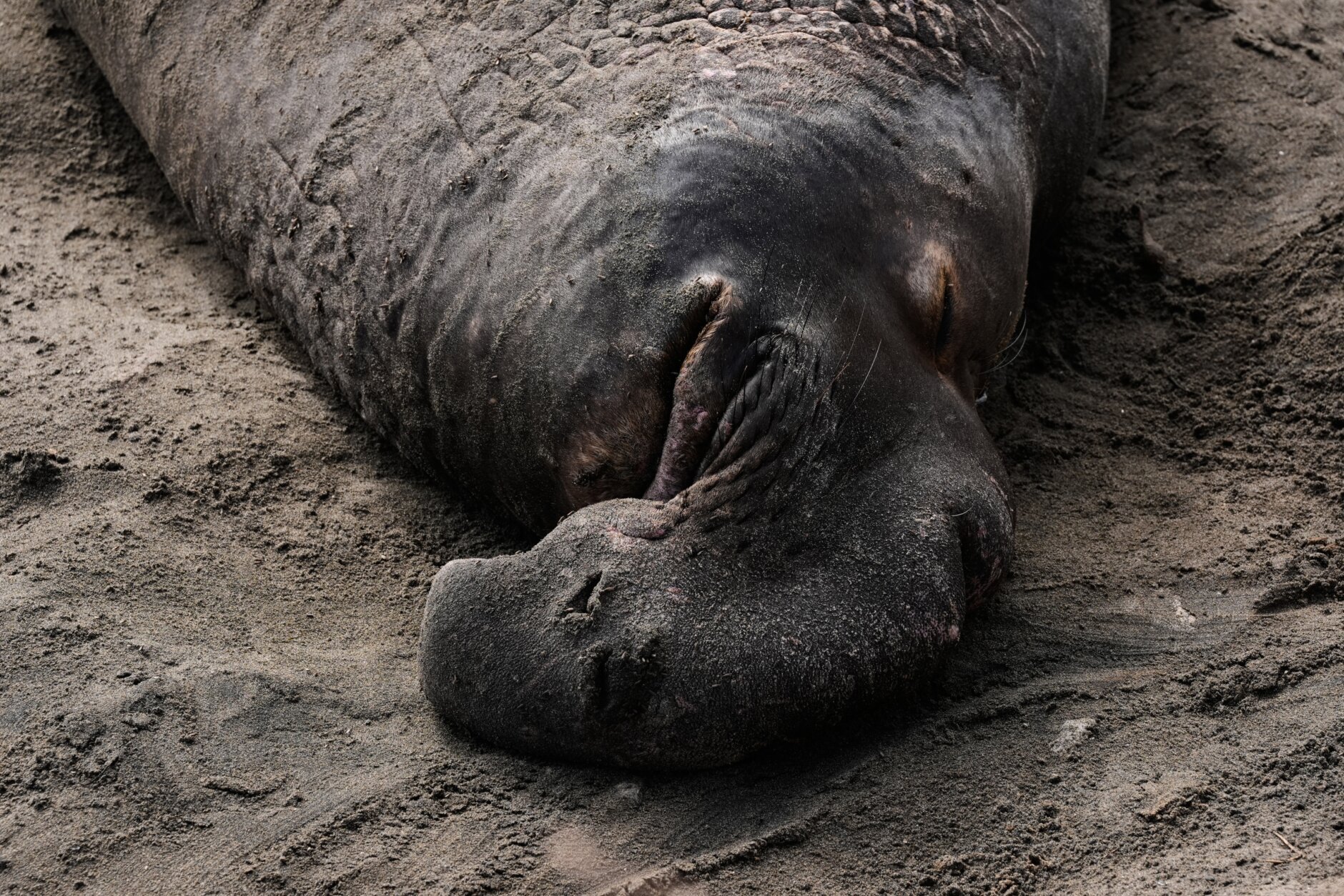 US Elephant Seals