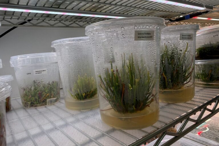 Dupont Circle lab helps everyone from hobbyists to nurseries clone their plants