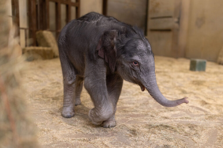 DC’s new baby elephant has a name