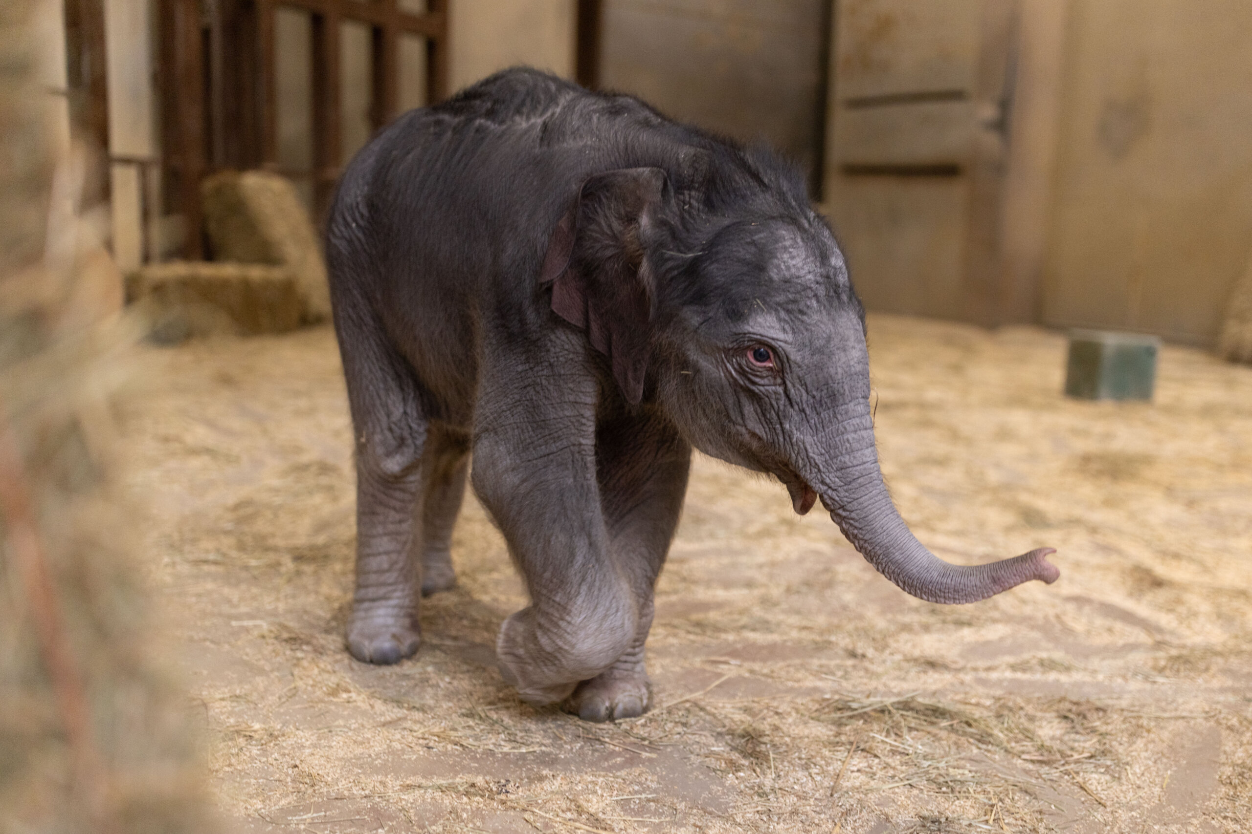 a baby elephant