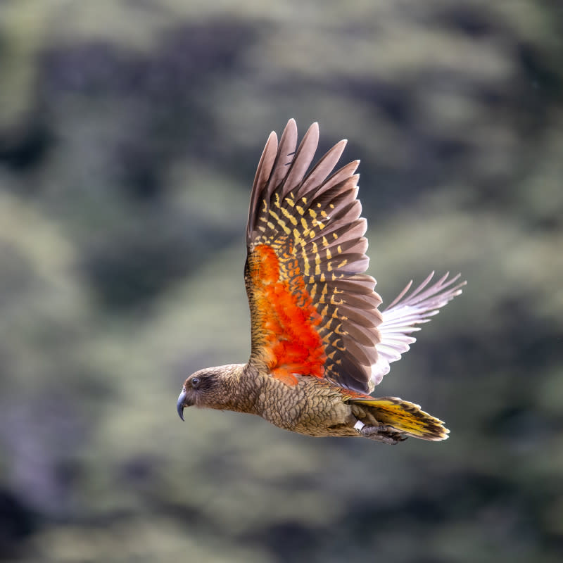 <p><a href="https://www.gettyimages.com/detail/photo/new-zealand-kea-royalty-free-image/2188679034" rel="nofollow noopener" target="_blank" data-ylk="slk:Photo by James Yu on Getty Images;elm:context_link;itc:0;sec:content-canvas" class="link ">Photo by James Yu on Getty Images</a></p>