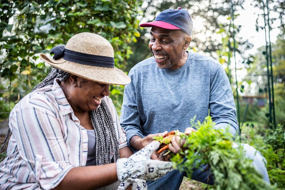 Two people picking vegetables in a garden, smiling