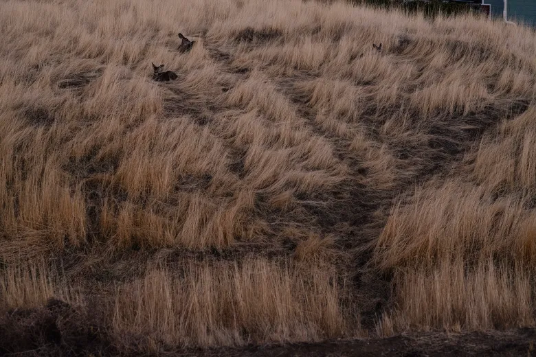 Several deer lie partially hidden in tall, dry grass on a sloping hillside, their ears and heads visible above the straw-colored vegetation.