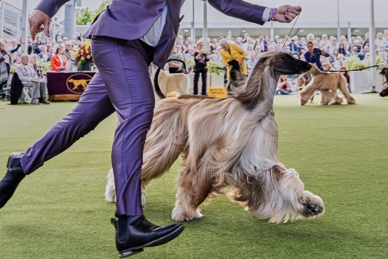 Dog Show 101: What to know about the 150th Westminster show