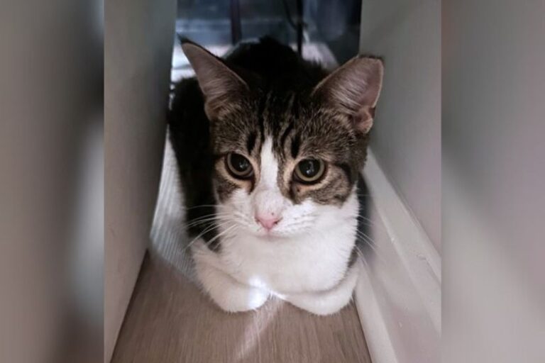 Meet Boots, a handsome tabby who loves cuddles and adventures