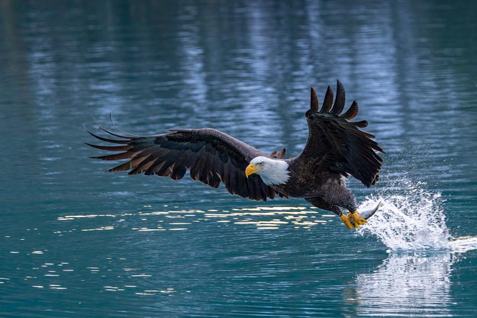 Bald Eagle<p><a href="https://www.gettyimages.com/detail/photo/bald-eagle-catching-fish-in-ocean-royalty-free-image/1646322134" rel="nofollow noopener" target="_blank" data-ylk="slk:Photo by Stan Tekiela Author &sol; Naturalist &sol; Wildlife Photographer on Getty Images;elm:context_link;itc:0;sec:content-canvas" class="link ">Photo by Stan Tekiela Author &sol; Naturalist &sol; Wildlife Photographer on Getty Images</a></p>