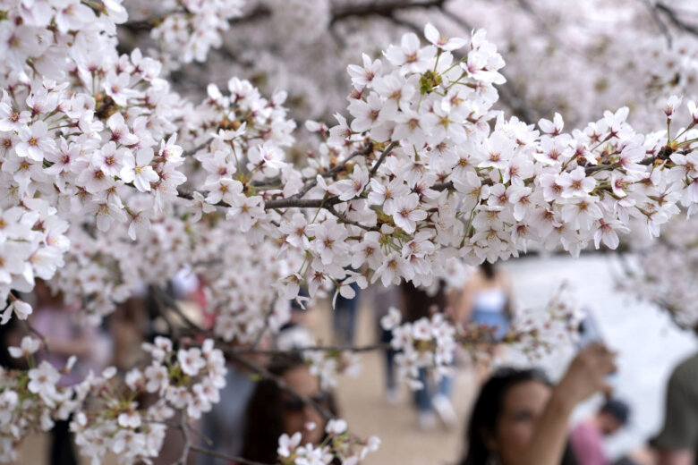 Visitors walks along the Tidal Basin as cherry trees enter peak bloom this week in Washington