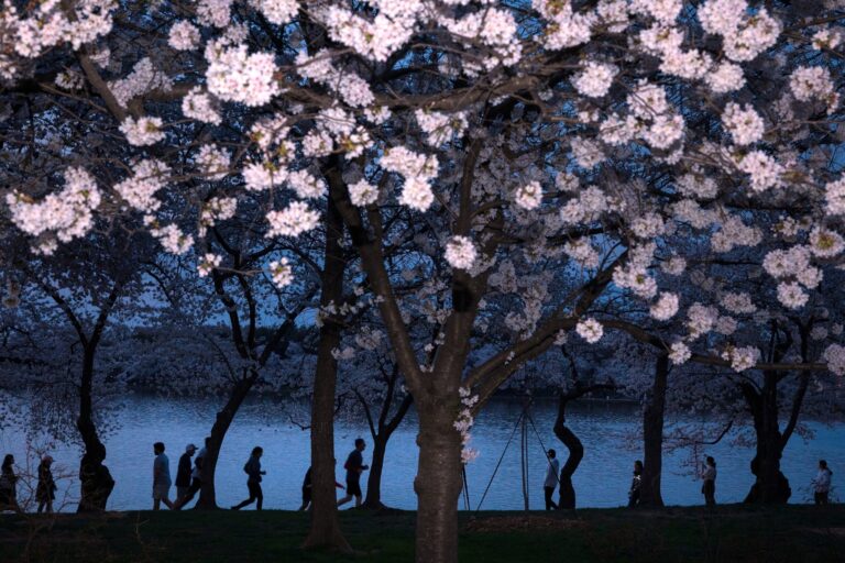 A world in bloom: Spring flowers unfold from Tokyo to Mexico, in photos