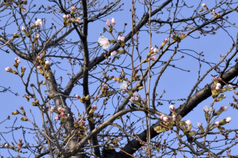 Japan’s cherry blossom season begins with first flowering confirmed in 3 cities