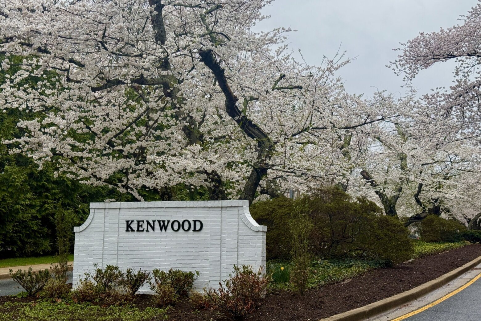 cherry blossoms over a brick sign indicating Kenwood neighborhood