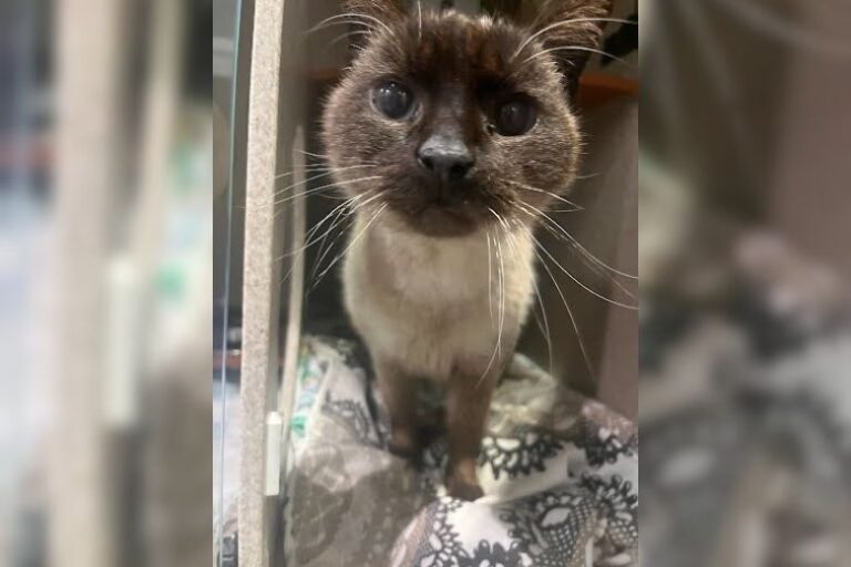 Meet Prince, a gentle 10-year-old Siamese cat