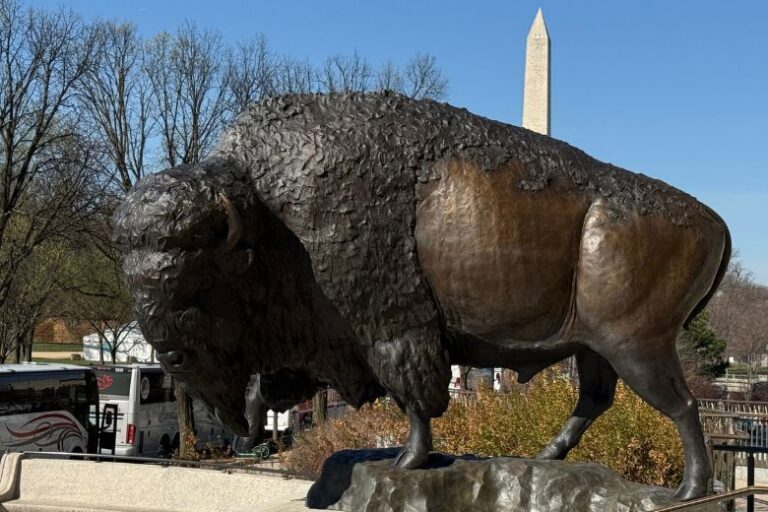 Giant bison statues displayed at Smithsonian Museum of Natural History
