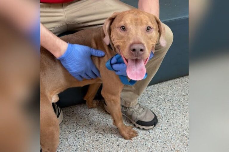 Meet Ozzy, a 2-year-old survivor who’s affectionate and joyful