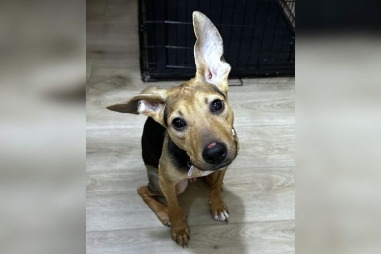 Meet Ricky, a 4-month-old puppy looking for a second chance — and cuddles